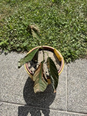 Avocado nach Umtopfen kaputt?