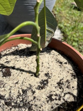 Avocado nach Umtopfen kaputt?