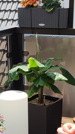 Rosa Zwergbanane neue Blätter braun