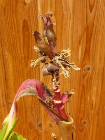 Kenia-Banane (Musa velutina )