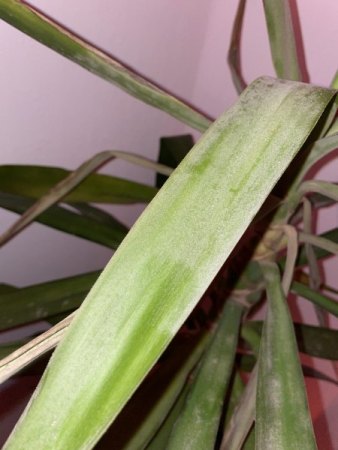 Yucca Schädling oder Plilz?
