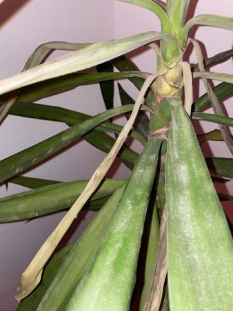 Yucca Schädling oder Plilz?