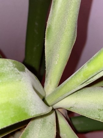 Yucca Schädling oder Plilz?