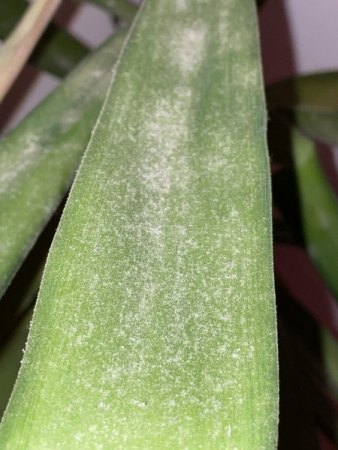 Yucca Schädling oder Plilz?