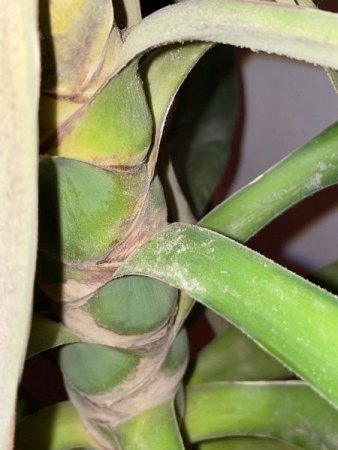 Yucca Schädling oder Plilz?