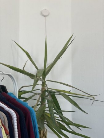 Yucca Schädling oder Plilz?