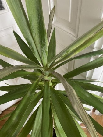 Yucca Schädling oder Plilz?