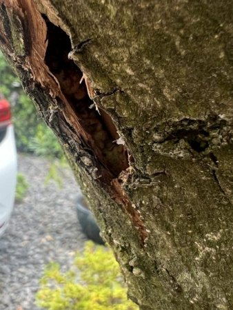 Olivenbaum Pilz unter Rinde?