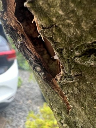 Olivenbaum Pilz unter Rinde?