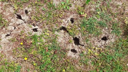 Seltsame Löcher im Rasen