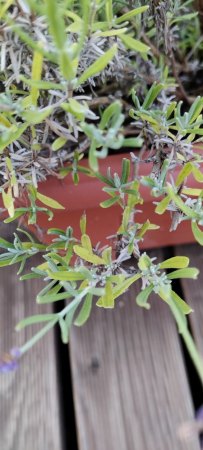 Befall Lavendel 2