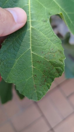 Feigenbaum bekommt braune Blätter