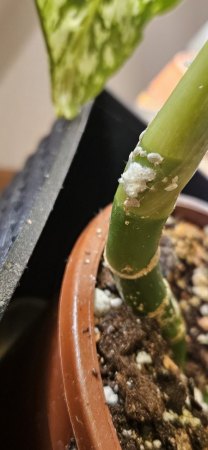 Was hat meine Dieffenbachia?