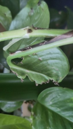 Braune Flecken, kleiner, schwarzer Schädling auf Efeutute