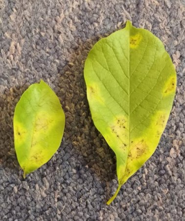Magnolie - Pilz oder Bakterium