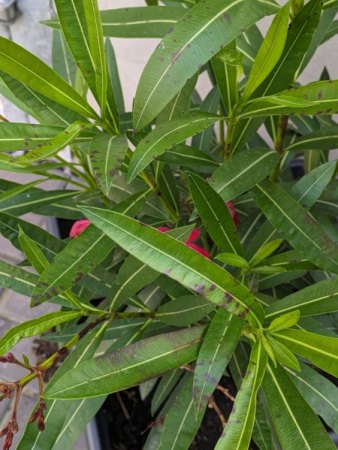 Wieder mal Oleander