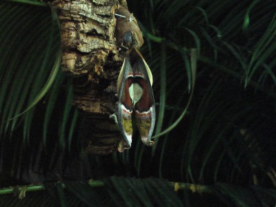 IMGA0029.JPG