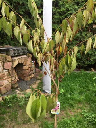Zierkirsche Blätter schlapp + braun