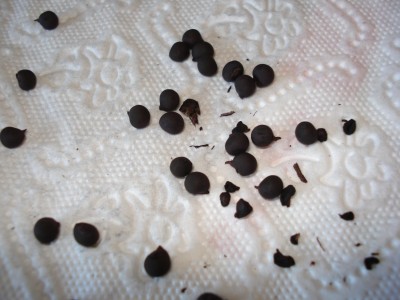 bilder Dez.2007 057.jpg