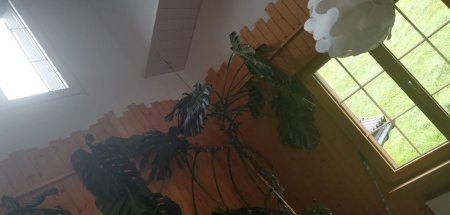 Monstera nach dem Umzug :(((