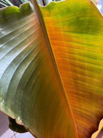 Brauche dringend Hilfe für meine Strelitzia - Schrumpeliger Stamm und hängende Blätter!