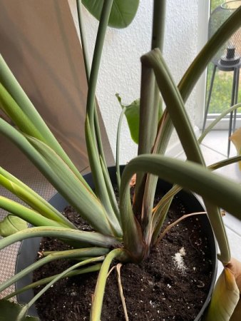 Brauche dringend Hilfe für meine Strelitzia - Schrumpeliger Stamm und hängende Blätter!