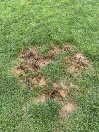 Flecken im Rasen