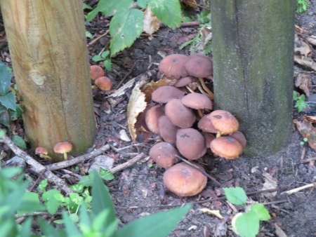 Pilzbefall im Erdreich des Gartens - wer weiß Rat und Hilfestellung?