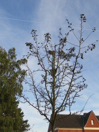 Rotdorn Bäume (Crataegus laevigata "Paul's Scarlet") offensichtlich von Pilz befallen - wer weiß Rat?