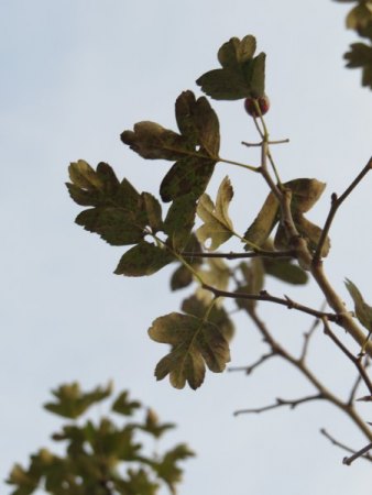 Rotdorn Bäume (Crataegus laevigata "Paul's Scarlet") offensichtlich von Pilz befallen - wer weiß Rat?