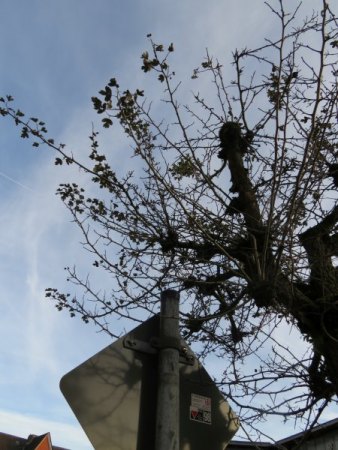 Rotdorn Bäume (Crataegus laevigata "Paul's Scarlet") offensichtlich von Pilz befallen - wer weiß Rat?