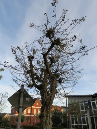 Rotdorn Bäume (Crataegus laevigata "Paul's Scarlet") offensichtlich von Pilz befallen - wer weiß Rat?
