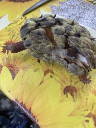 Balgfrucht