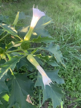 Was hat sich da in unseren Garten „geschlichen“?