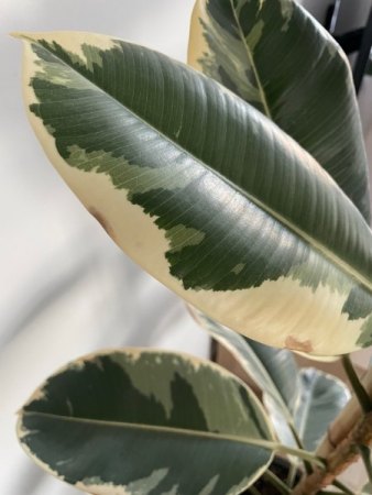 Gummibaum - braune Flecken breiten sich aus