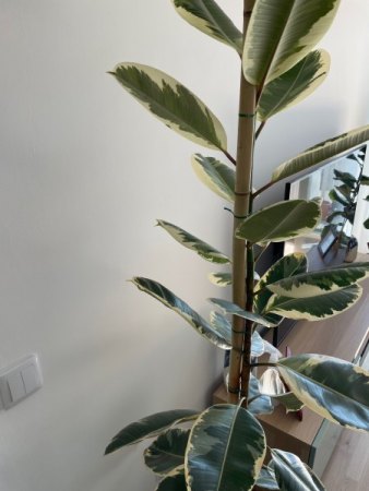 Gummibaum - braune Flecken breiten sich aus