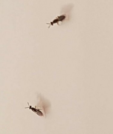 Was sind das für Insekten?