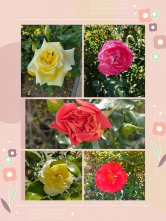 Rosen - Rosa