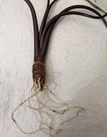 Fauliges Rhizom Alocasia Flying Squid