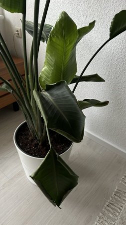 Soforthilfe Strelitzia