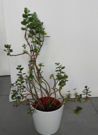Flammende Käthchen was mache ich damit?