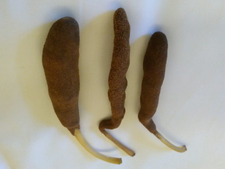Exotische Früchtchen