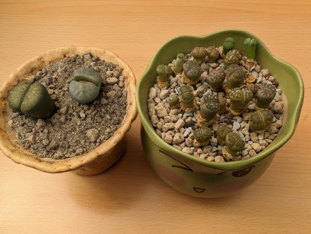 Lebende Steine und Granite - Lithops - Pleiospilos III