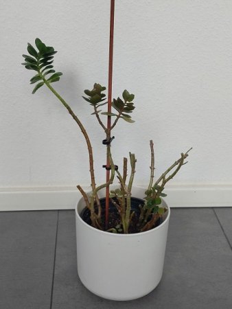 Flammende Käthchen was mache ich damit?