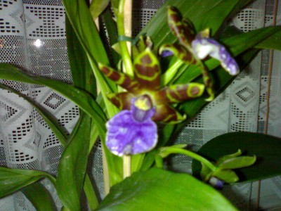 Zygoneria x Zygopetalum Baerbel Hoehn.jpg
