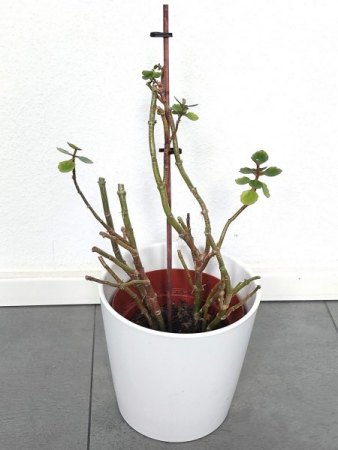 Flammende Käthchen was mache ich damit?