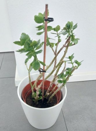 Flammende Käthchen was mache ich damit?