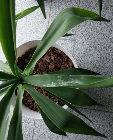 Meine Pflanzen gehen ein /Bromelie, Yucca, Bambus, Haselnuss