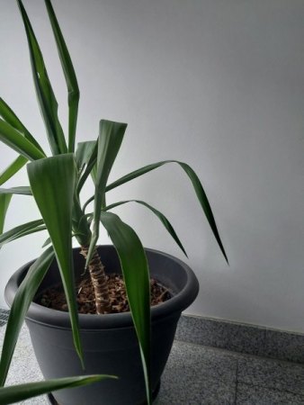 Meine Pflanzen gehen ein /Bromelie, Yucca, Bambus, Haselnuss