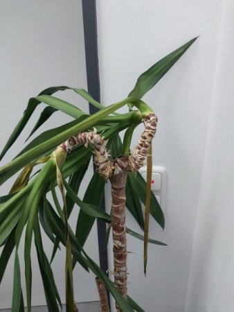 Meine Pflanzen gehen ein /Bromelie, Yucca, Bambus, Haselnuss